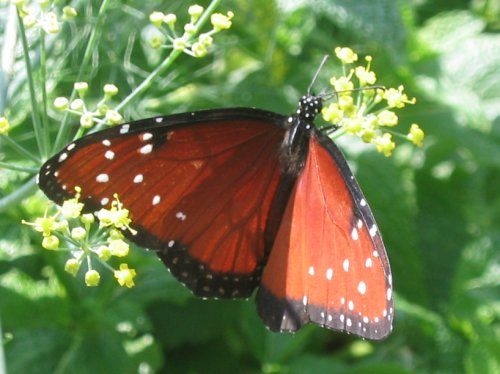 butterfly close up.jpg